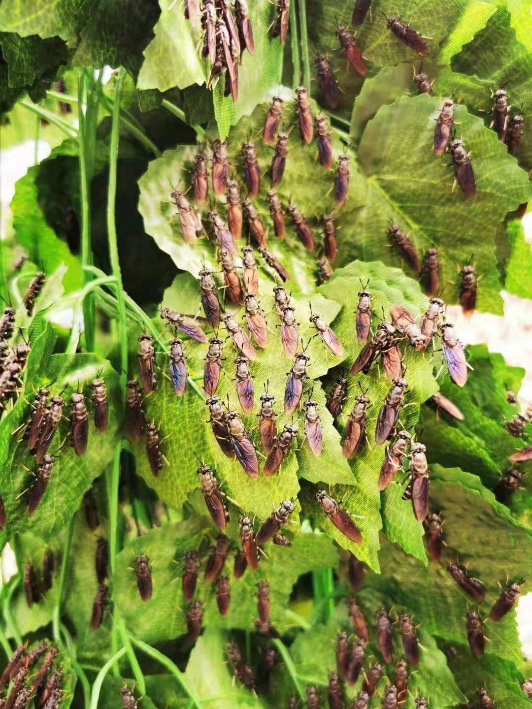 有仁堂黑水虻虫卵顺丰凤凰虫卵足量直销四季有货每瓶50克共100克