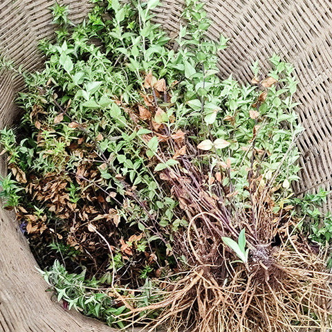 新货 野生药材龙胆草 苦胆草 龙胆红花云南深山农家采挖干货200g 野生