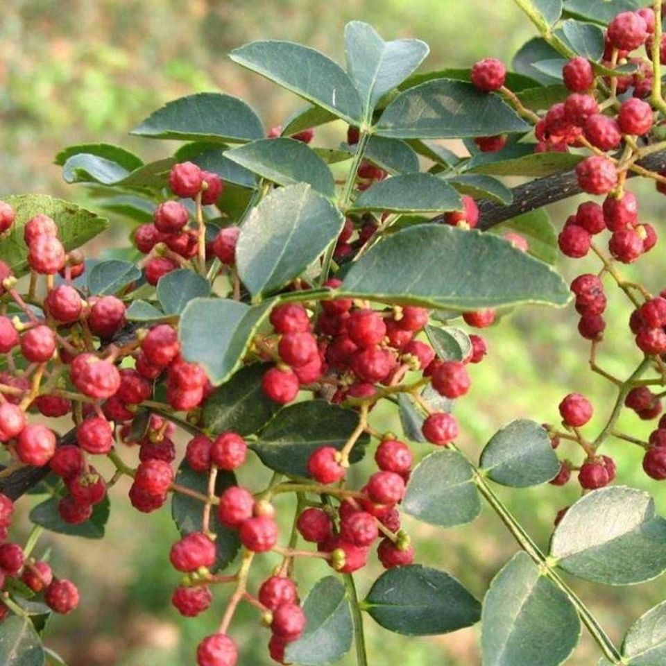 花椒籽子喂鴿子驅蟲育苗散裝大紅袍泡腳鴿糧鴿子飼料餵雞 2500g 精品