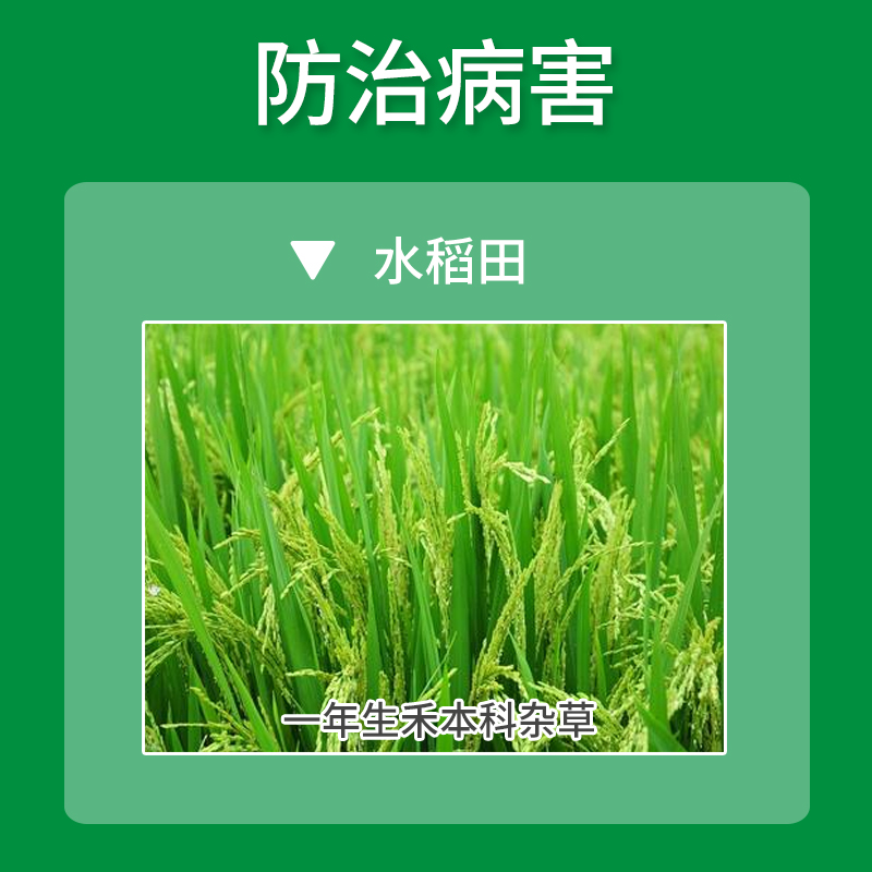 富美实稻青青10恶唑氰氟草酯直播稻一年生禾本科杂草除草剂农药2l