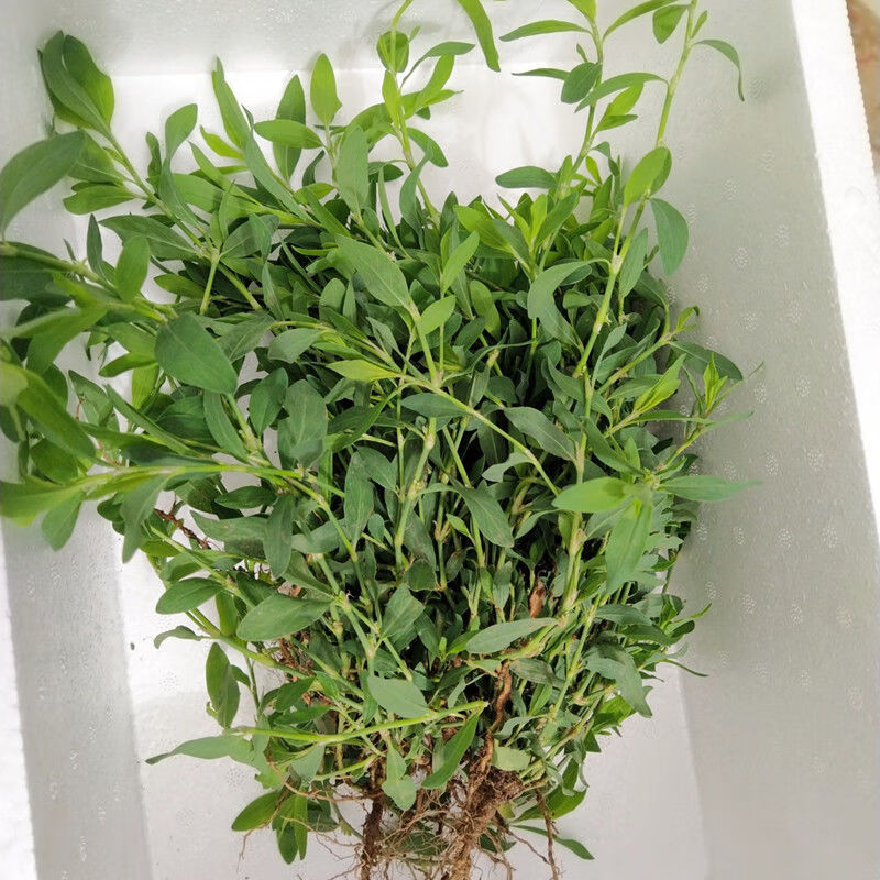 伟博扁蓄草篇蓄扁竹草地蓼猪牙草牛鞭草猪叶草新鲜批现挖干品整颗干扁