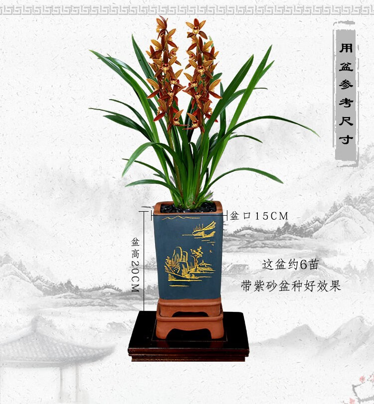 翁源兰花【直播48】墨兰企黑金边室内红花除甲醛浓香好养植物盆栽