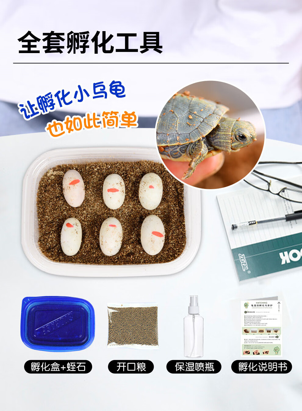 京选推荐可孵化乌龟蛋龟活体中华草龟墨龟活物巴西龟鳄龟学生体验套装