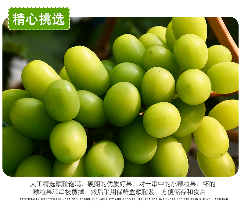 阳光玫瑰葡萄大果情王青提青王新鲜水果秦王青葡萄3斤