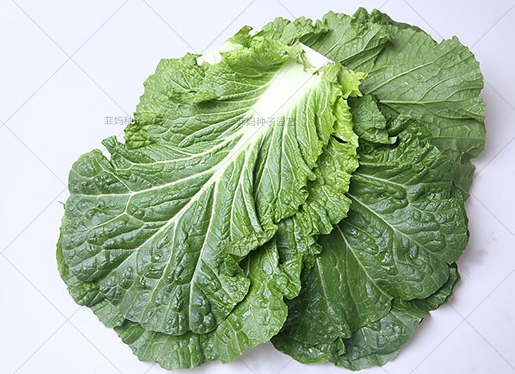 东北圆叶饭包菜打包饭蘸酱大白菜种子春秋大田庭院四季蔬菜种籽孑 圆