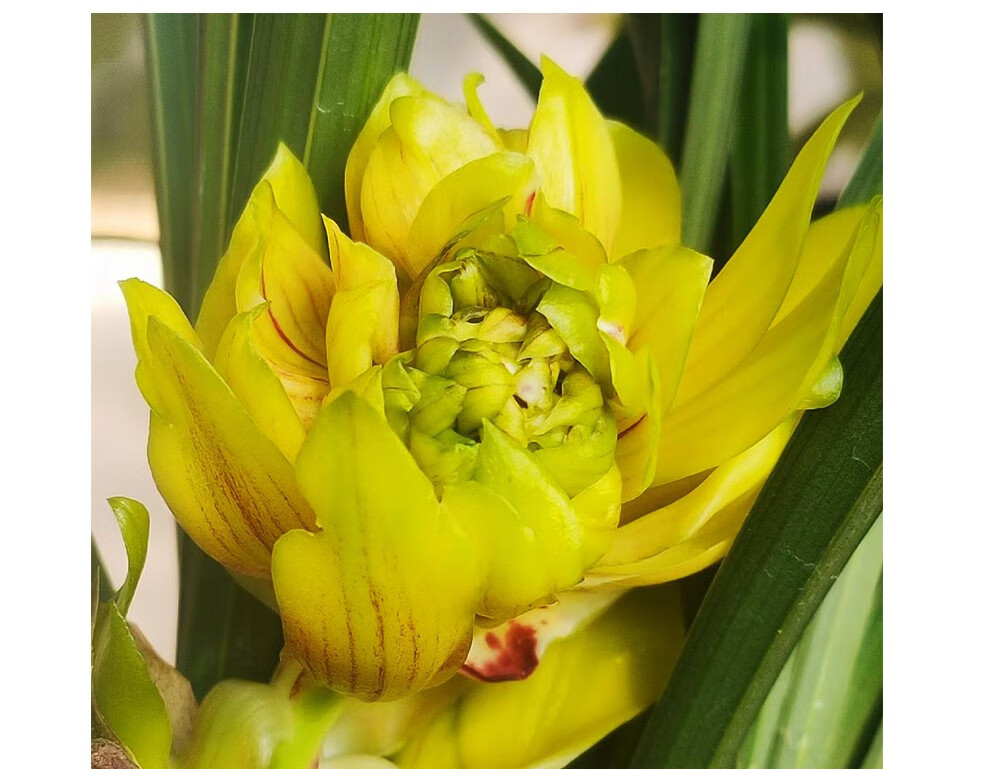 刘阁兰花苗春兰牡丹型奇花黄金牡丹现带花苞出售好养花卉室内盆栽3苗