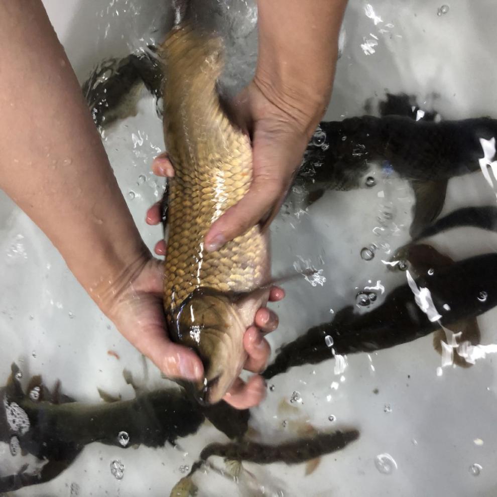 千島湖淡水魚現捕正宗黃金鯽魚活體野生鯽魚現殺燉湯營養 9斤 江浙滬