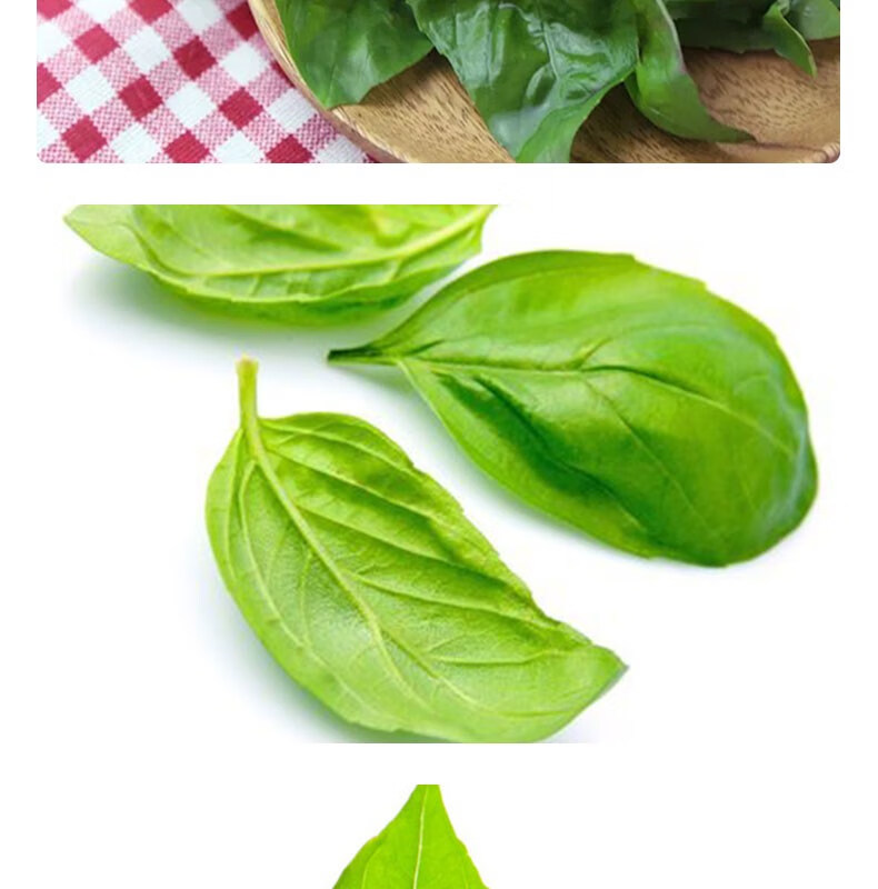 新鲜甜罗勒叶食用披萨草泰国品种罗勒酱调料青酱100g非九层塔蔬菜