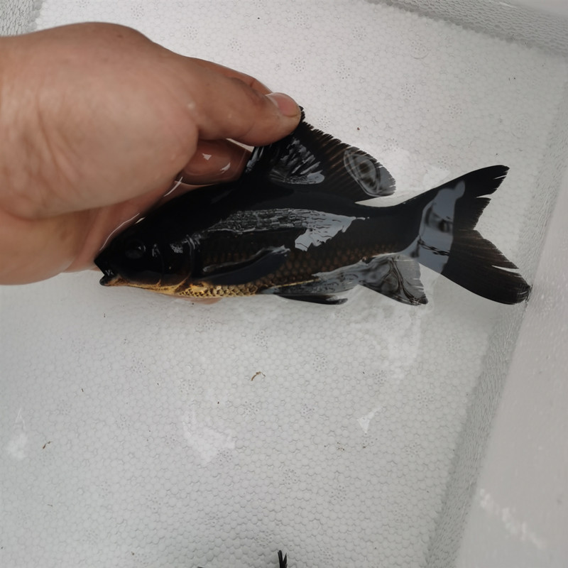 荣郁冷水观赏鱼风水招财鱼纯黑金龙凤锦鲤长短尾好养锦鲤黑草金活体鱼