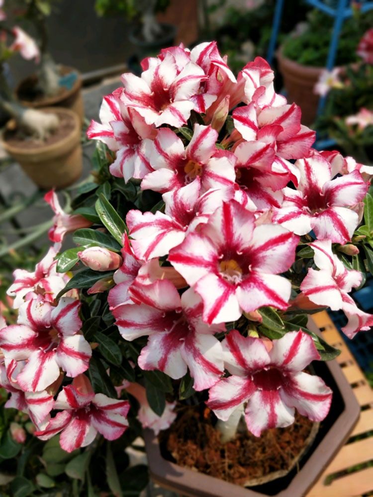 重瓣沙漠玫瑰盆栽四季开花好养老桩室内多色阳台花卉绿植盆景多肉 初