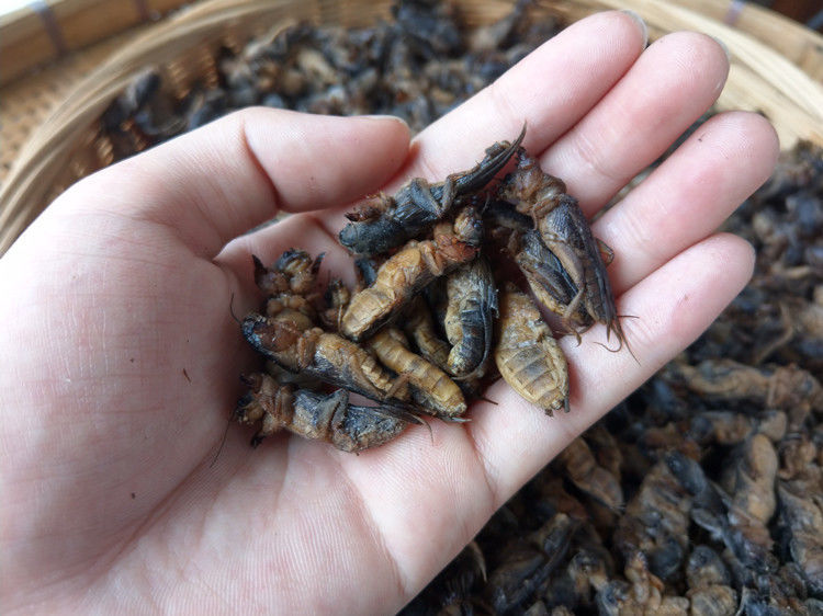 伟博新鲜速冻蝼蛄 精选 蝲蝲蛄 土狗 土狗仔 食用昆虫全国满5送1 1000