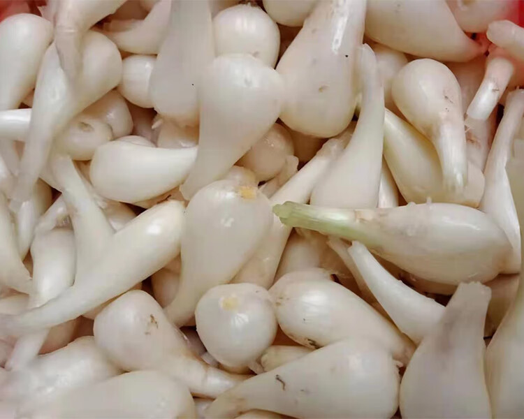 荞头新鲜藠头茭头农家自种现发现挖精选大个教头蒜白糖醋江西蔬菜