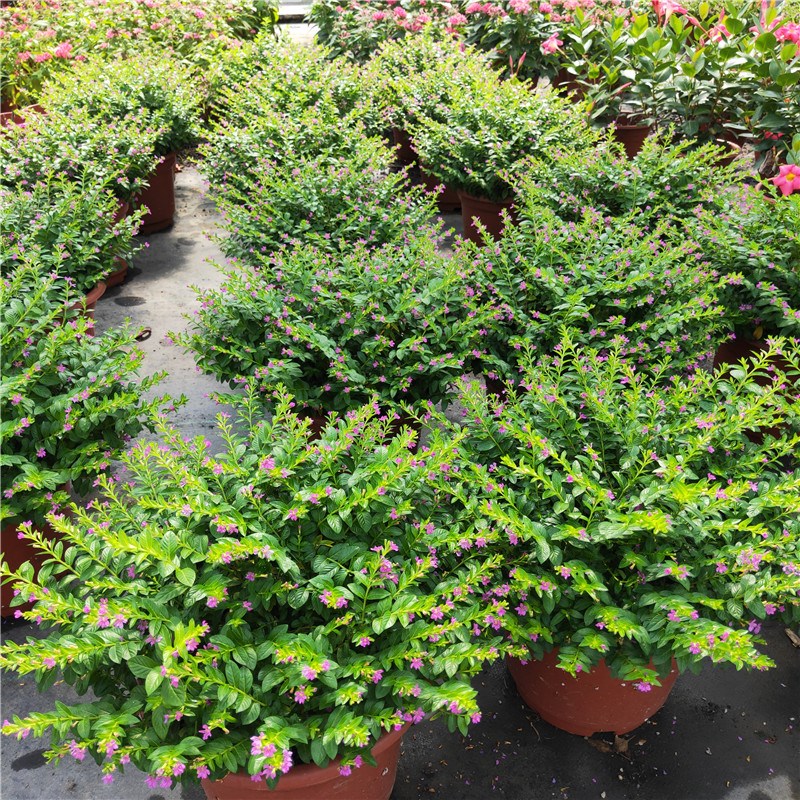 紫罗兰 满天星两盆优惠 不含盆【图片 价格 品牌 报价】-京东