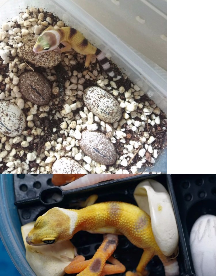 豹纹守宫蜥蜴幼体入门级爬宠活物好养易活的小动物不咬人冷门宠物雪花