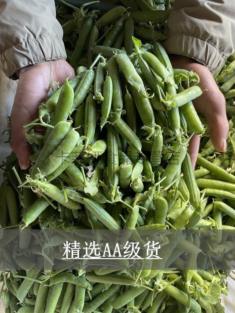 云南新鲜甜脆豌豆应当季青豆粒带壳蔬菜甜豌豆荚农家4000克净重精品豆
