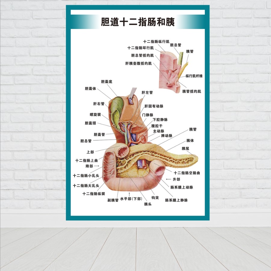 人体内脏消化胃肠系统结构示意图医学宣传挂图医院布置海报墙贴画