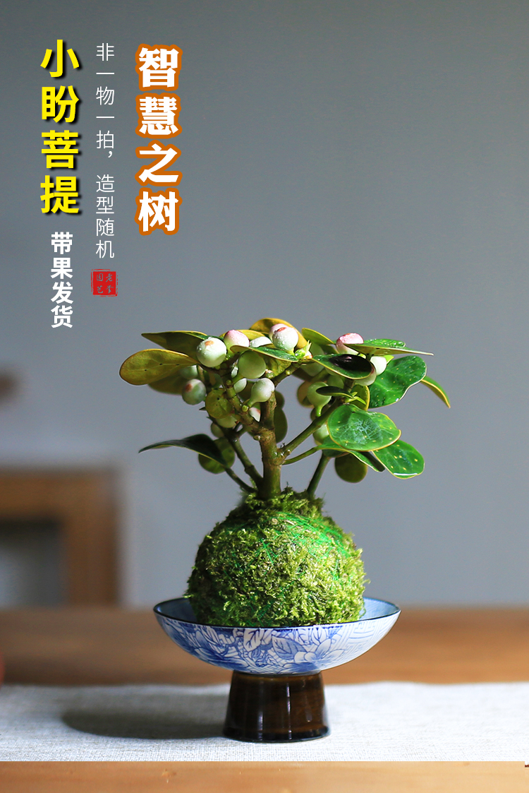 小盼菩提水培盆景苔藓球盆栽迷你创意绿植带果发货四季常青办公室 款