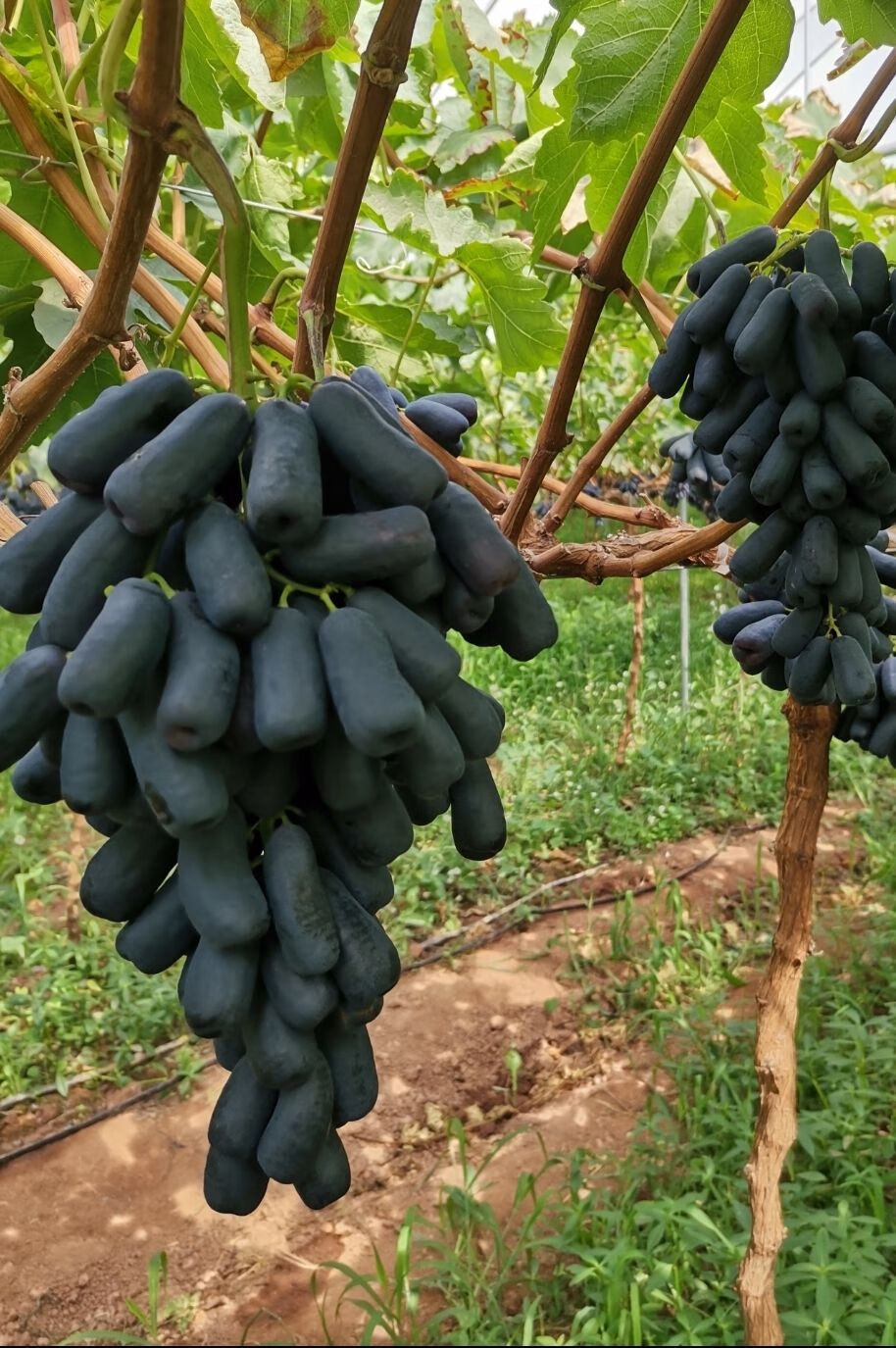 【现摘】推荐甜蜜蓝宝石葡萄美人指黑提基地直供 1000g整串精品