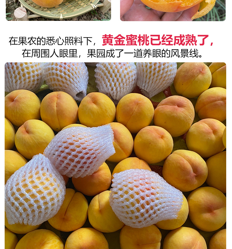黄金蜜桃精品大果黄桃纯甜新鲜当季孕妇水果脆桃5斤黄金蜜桃5斤约1215