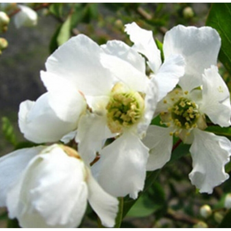 土特产龙白芽菜山野菜龙柏芽农副产品山货将军菜花儿菜