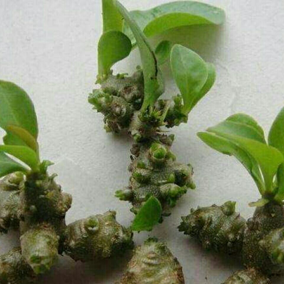 野生腾三七球苗新鲜爬腾三七植物盆栽庭院根茎绿植 野生腾三七10个实