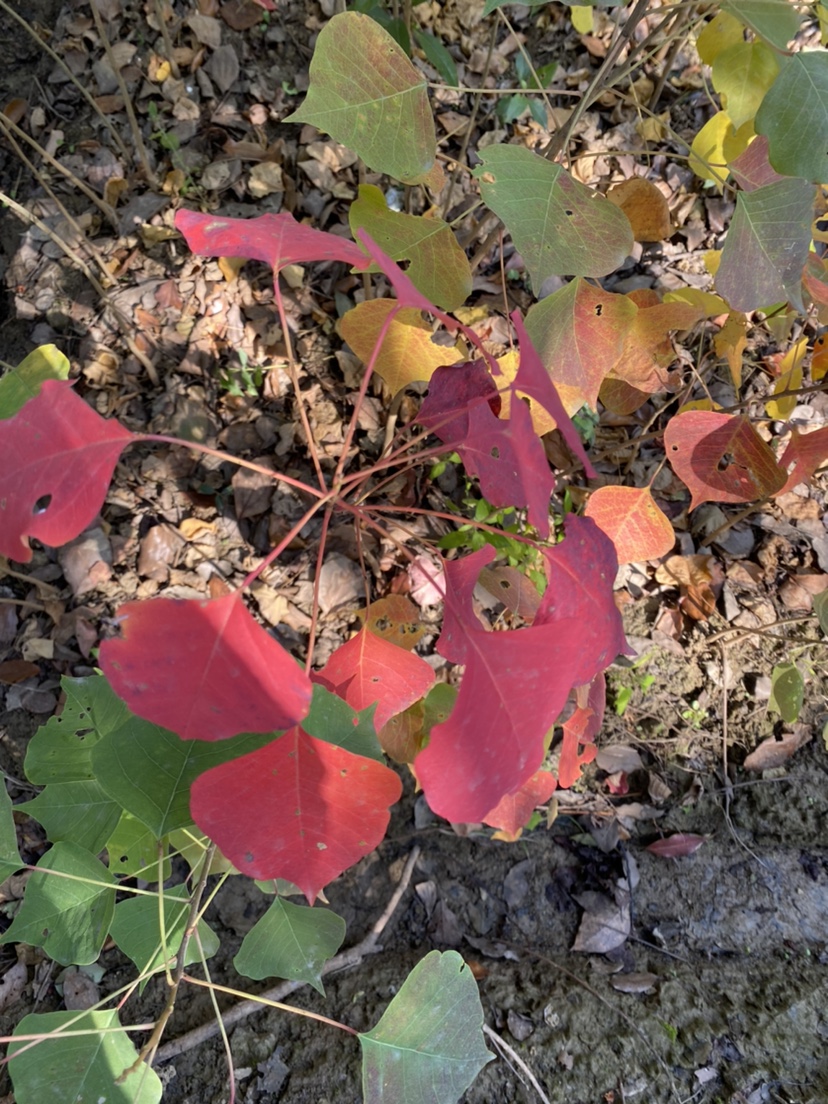 乌桕树苗行道树行道树类乌桕腊子树30公分高其他