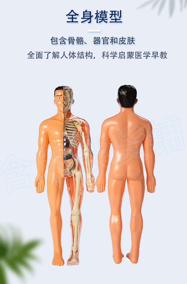 人体器官玩具人体骨架模型内脏模型仿真可拆卸医学教具科教类玩具骨架