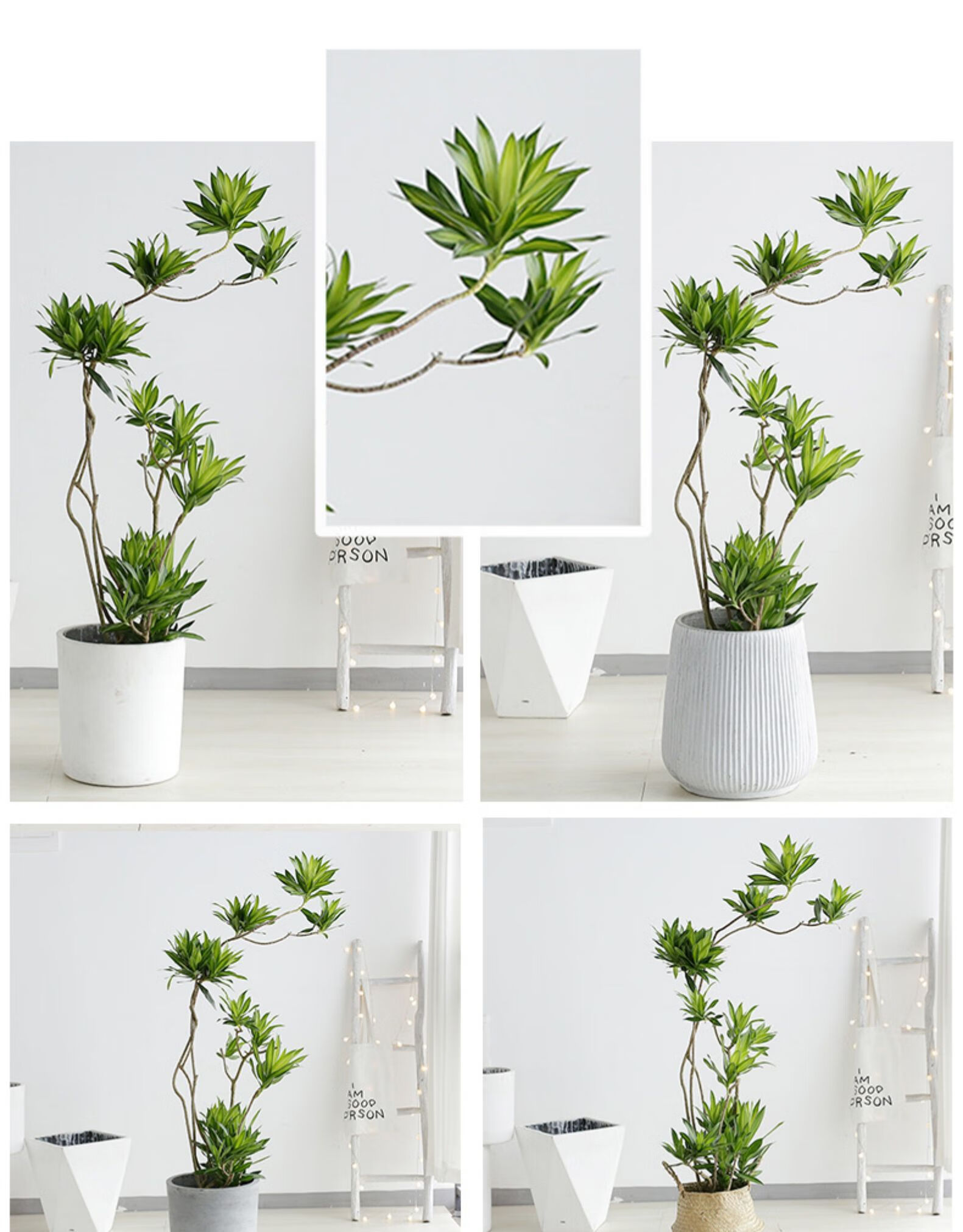 百合竹大型盆栽室内客厅北欧风网红绿植净化空气大植物百合竹1315m