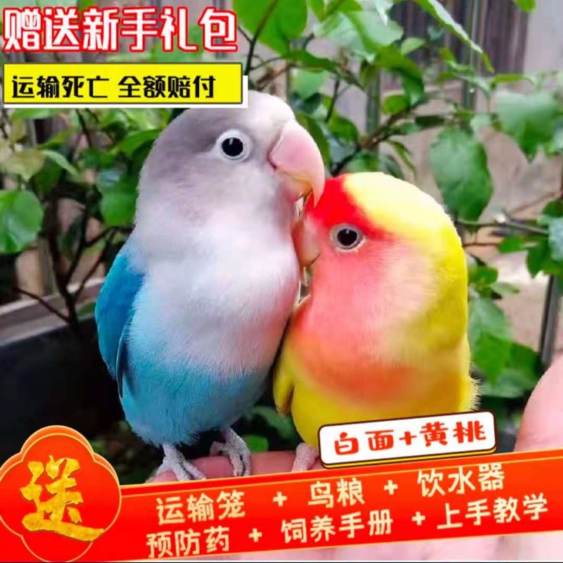 活物小鳥虎皮黃桃鸚鵡綠桃牡丹鳥寵物玄鳳鳥活體豪蚨白玉一對一公一母