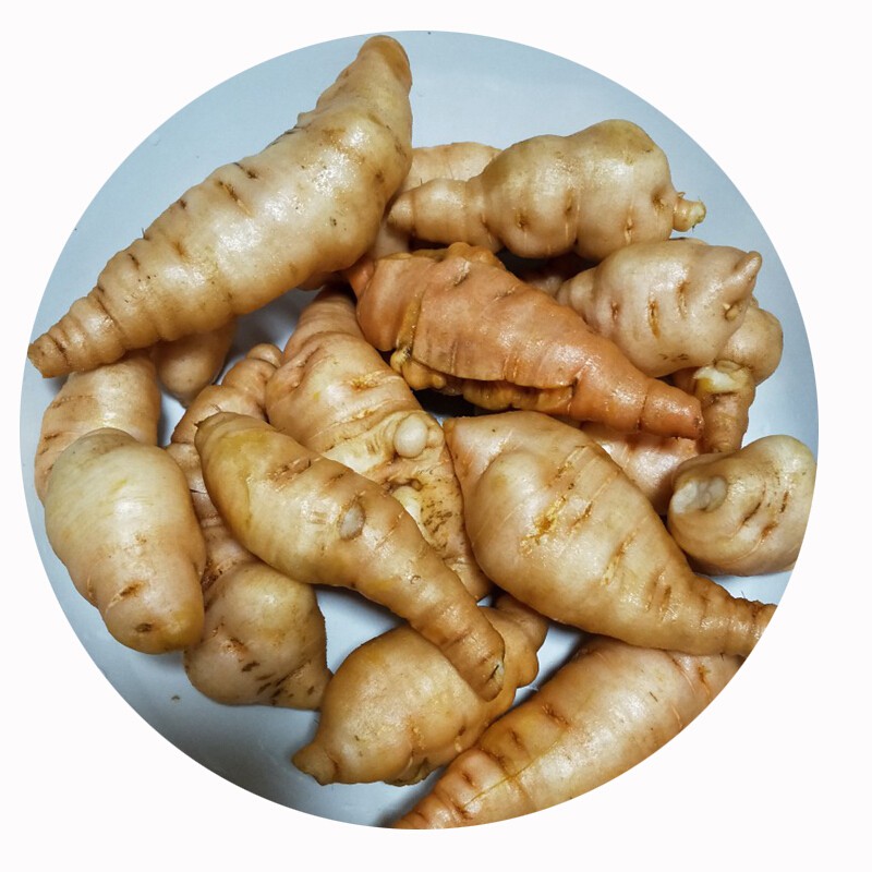 新鲜生地黄 鲜地黄 生地黄根种子 怀地黄赛卡伊 5斤【图片 价格 品牌