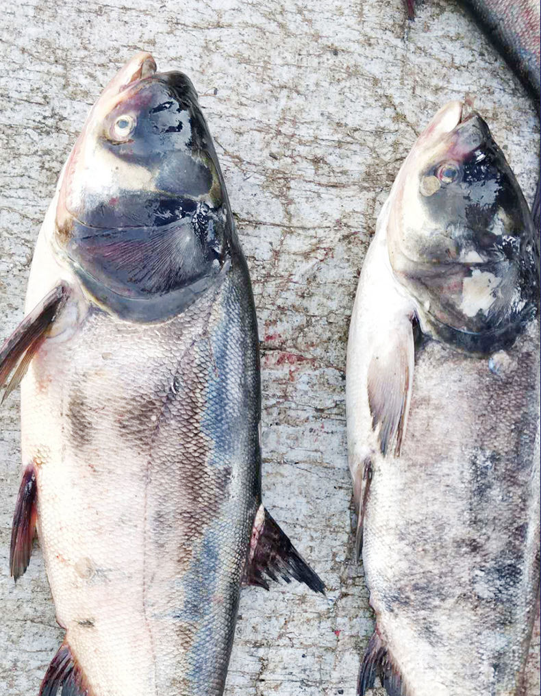 鲢鱼新鲜现杀大连鲢鱼活体花鲢鱼胖头鱼大头鱼淡水鱼家鱼鲢鳙丽鲜玫