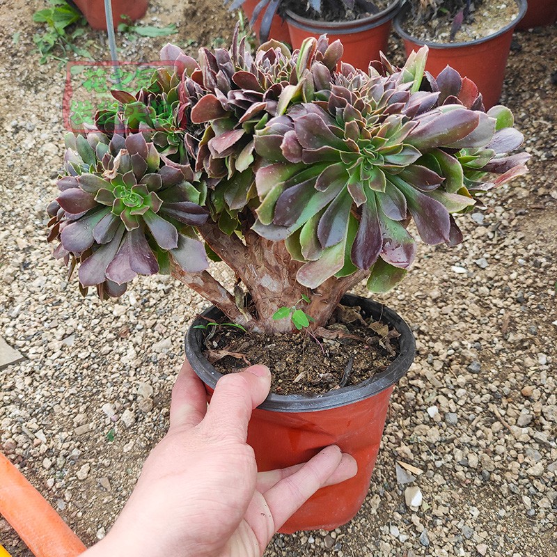 木质杆法师缀化法师系列多肉植物绿植花卉老桩缀化韶羞朵朵缀化邵羞