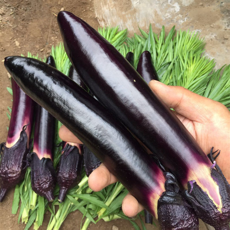 东北特产茄子黑茄子紫茄子蒜茄子线茄子紫库茄子 精品优质紫茄子2斤
