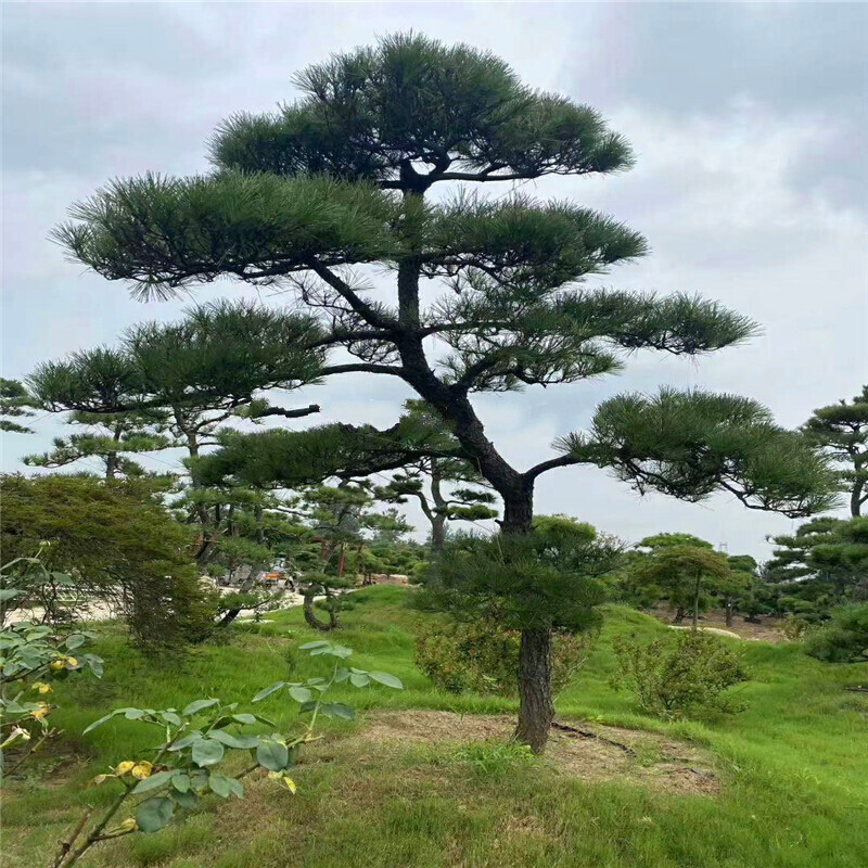 大型风景树(大型风景树种类)