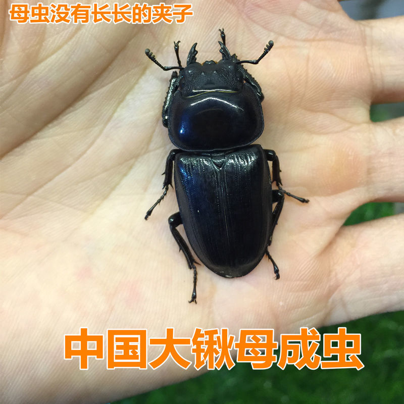 中国大扁锹甲 成虫 斗虫昆虫 活体宠物甲虫大锹中扁幼虫 锹形虫 单公