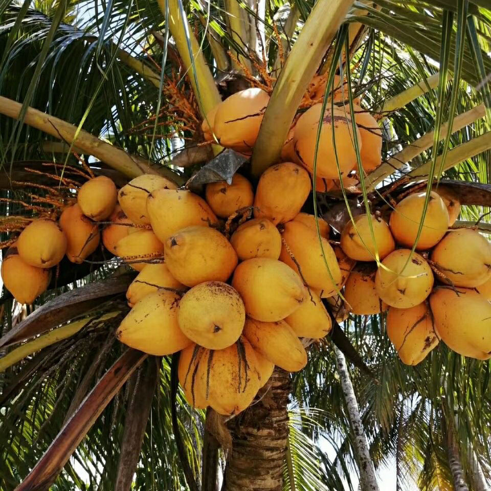 海南金椰现摘新鲜带皮椰青黄金椰子当季孕妇水果补羊水黄椰整箱 黄金