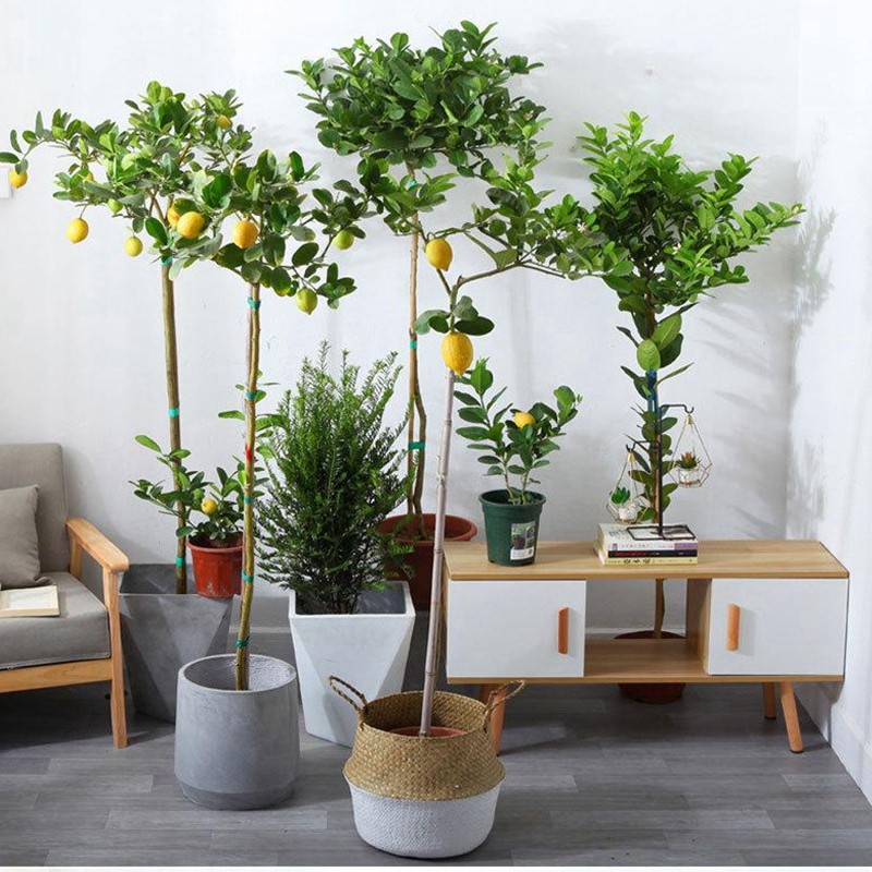 倾颜 柠檬盆栽柠檬苗 柠檬树苗 果树苗 香水柠檬苗 柠檬四季开花结果