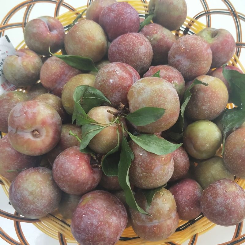 信宜钱排三华李红心李现摘当季新鲜李子孕妇水果酸甜脆红肉李 小小果