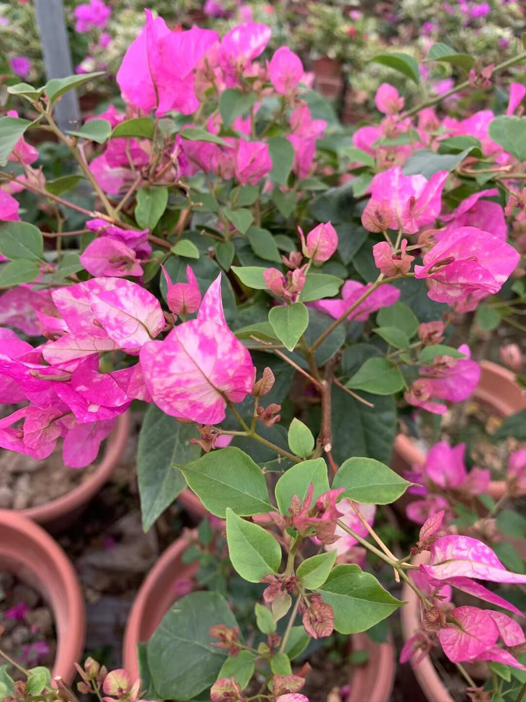 (娇娇家)魅惑三角梅 勤花 品种 庭院阳生植物 中国红【枝杆粗0.5-1.