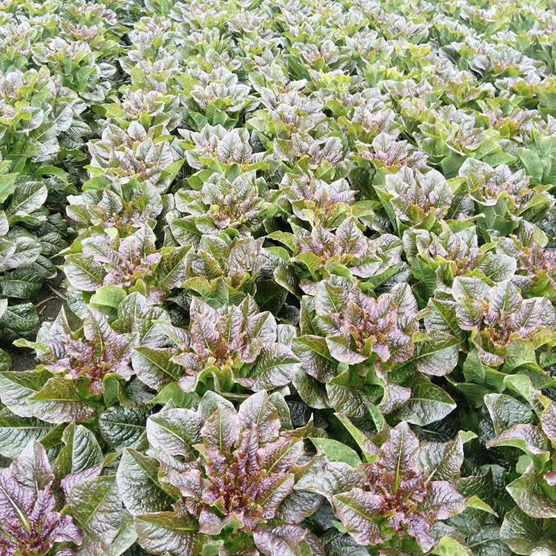 民汇园秋冬莴笋种子挂丝红莴笋种子蔬菜种子茎杆粗壮高大耐寒皮薄肉质