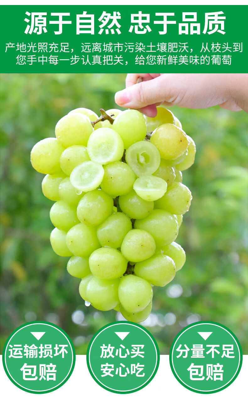 高原无籽提子香印青提阳光玫瑰新鲜孕妇晴王葡萄 可爱小果颗粒装5-7克