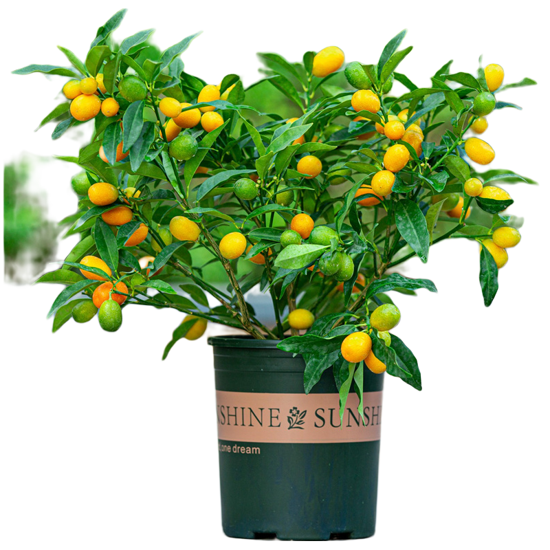 金桔树盆栽脆皮四季桔客厅招财小橘子柠檬绿植物大型年宵花柠檬原土球