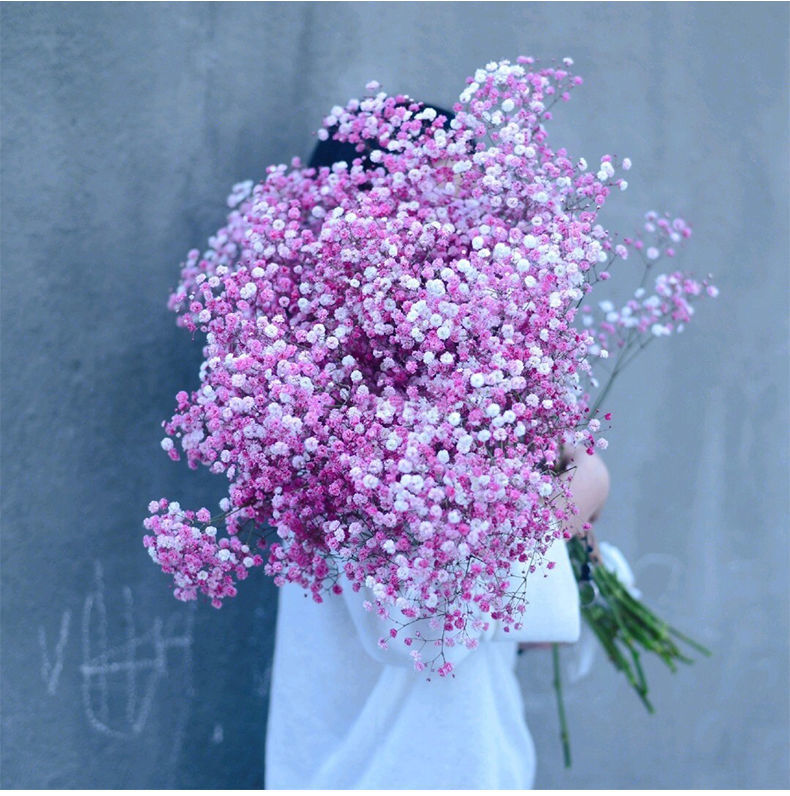 磐阙上新满天星干花花束云南超大束ins家用客厅插花摆件鲜花批发地摊2