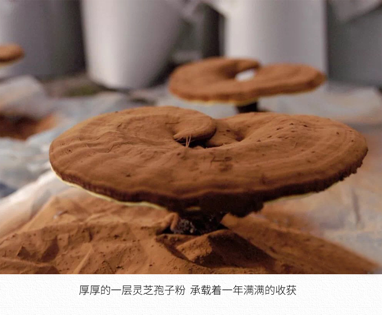 君芝莱新态牌破壁灵芝孢子粉增强免疫力源自大别山金寨灵芝100g装1g袋