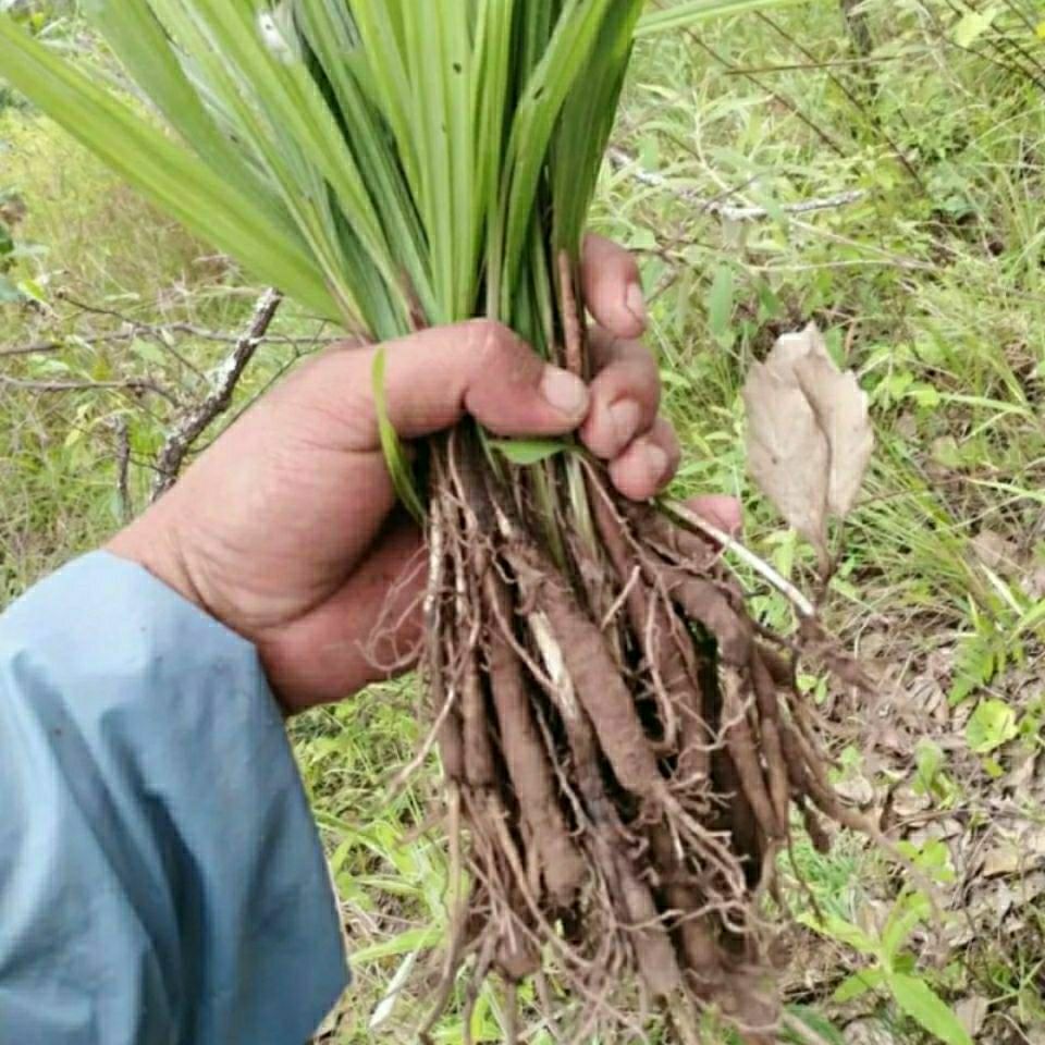 伟博新鲜仙茅中草药材贵州地棕独茅先矛独脚先毛仙毛仙矛【嘉万滋补】