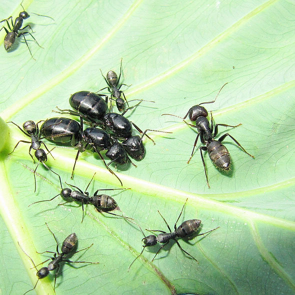 日本弓背蚁 宠物蚂蚁活体 蚁后群 蚂蚁工坊昆虫 城堡蚂蚁饲养 2后50工