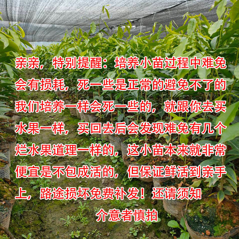 nsour奇楠沉香小苗沉香芽苗绿奇楠沉香幼苗沉香种子名贵树木存活率高