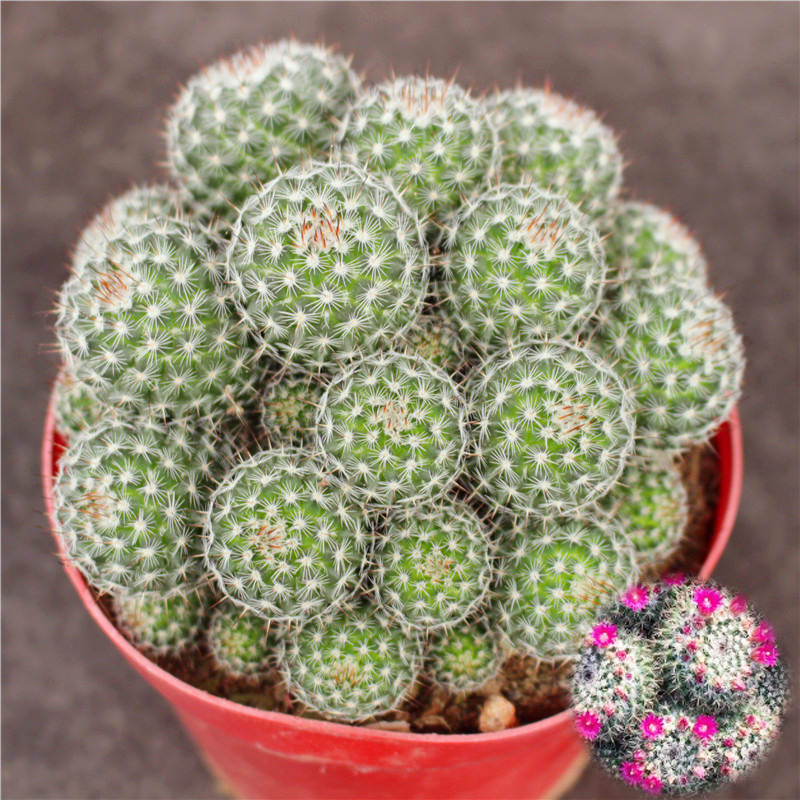 群生仙人球组合多头紫丽丸新手套餐办公室小盆栽防辐射开花大植物