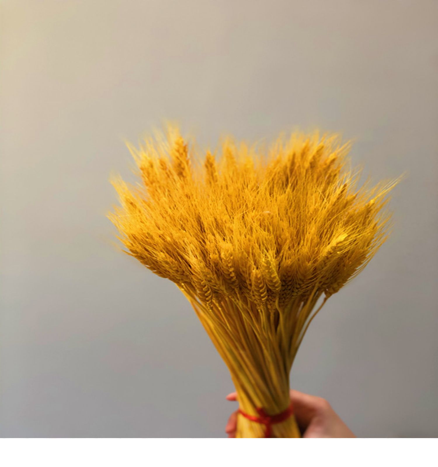 脉秀天然黄金麦穗干花开业花束大麦客厅田园装饰插花丰收拍摄庆典黄色