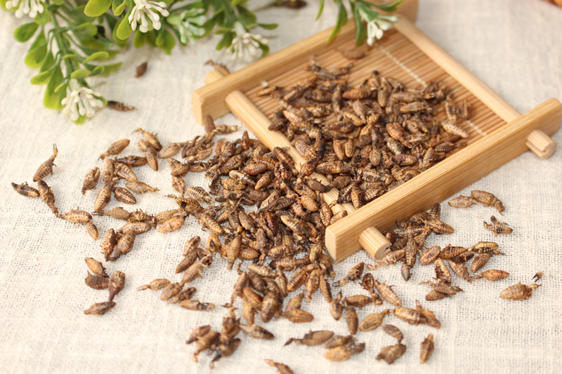 中药材金沙牛清水地牯牛蚁狮金砂牛沙牛沙鸡金沙牛粉10克【图片 价格